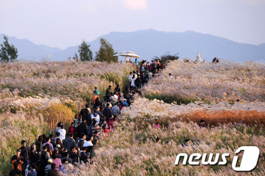 [사진]끝없이 펼쳐진 억새에 취하다