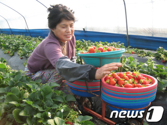 [사진] 익산 서동딸기 수확 한창