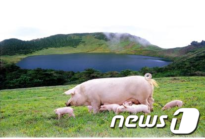 제주축산진흥원, 청정씨돼지 1400마리 공급