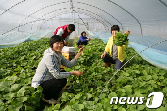 봄내음 물씬 논산 ‘양촌 머위’ 출하 한창