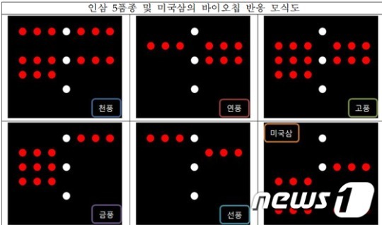 농진청, 인삼 품종 판별하는 ‘바이오칩’ 개발