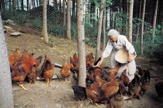 닭모이·개사료 쌀이 어린이집에?…경악