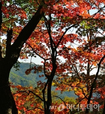 축령백림 단풍 절정기…단풍여행 명소로 인기