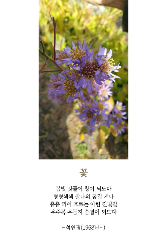 [최광임 시인이 읽어주는 디카시] 봄, 생명나무의 숨결