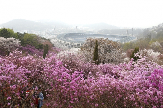 부천시, 원미산·도당산·춘덕산 봄꽃 축제 풍성