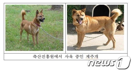 진돗개·풍산개만? 제주개도 있다…26마리 공개 분양