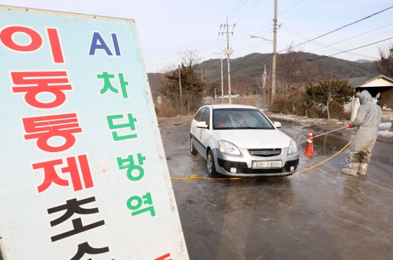 방역당국, AI 방역소홀 계열화사업자 다솔 수사 지시