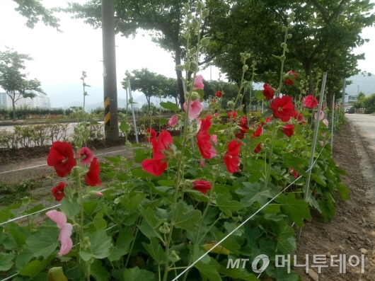 화순군, 전국 제일 ‘접시꽃 거리’ 조성