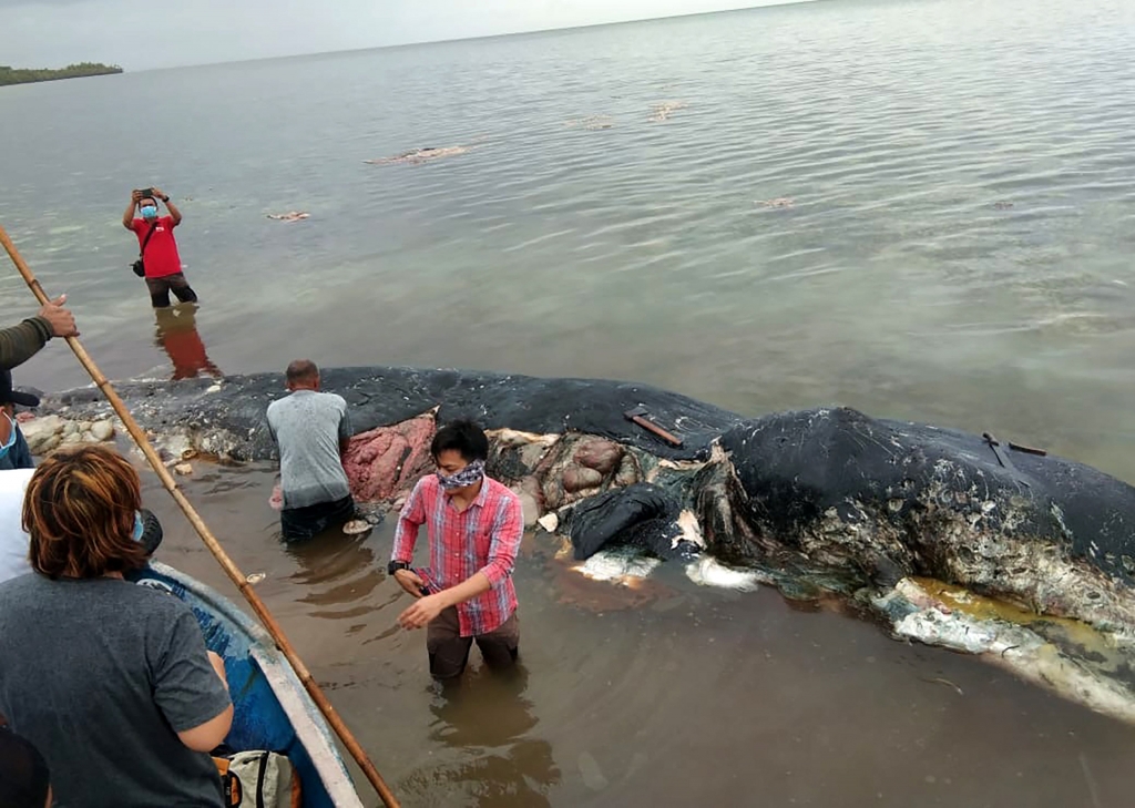 죽은 채 발견된 향고래 뱃속에 플라스틱 5.9kg