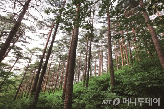 산림청, 오는 23일 강릉 대관령 소나무숲 걷기 행사 개최 