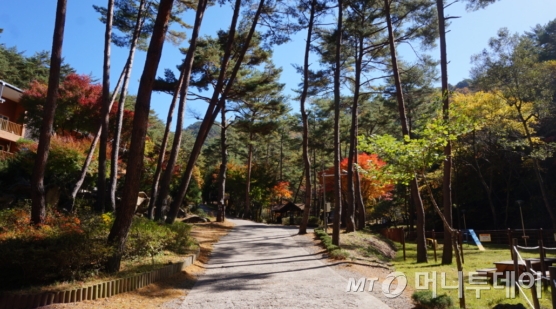 산림청, 11월 국유림 명품숲 검마산 금강송 숲 선정