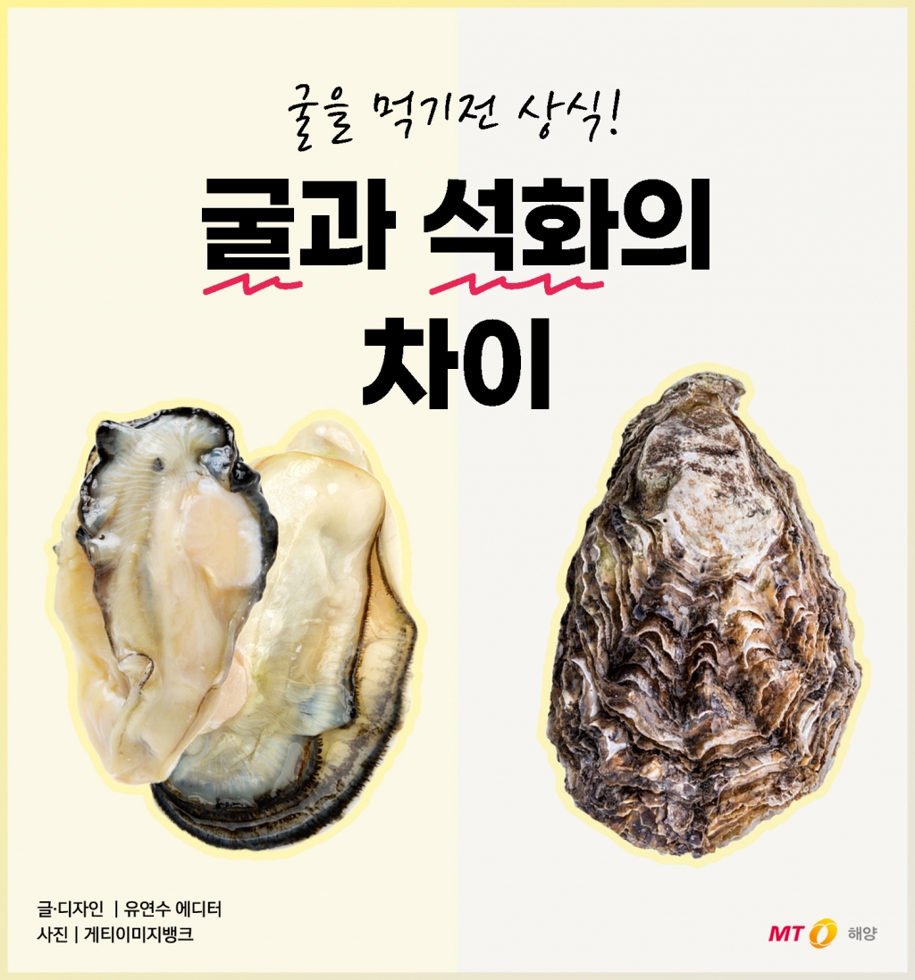 [바다정보다잇다] 굴을 먹기전 상식! 굴과 석화의 차이