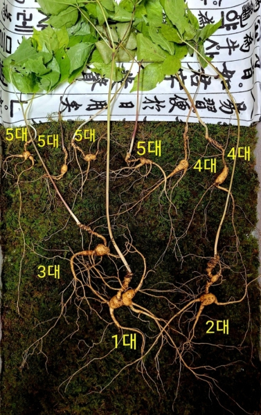 심봤다 또 발견된 100년 천종산삼, 감정가 1억2000만