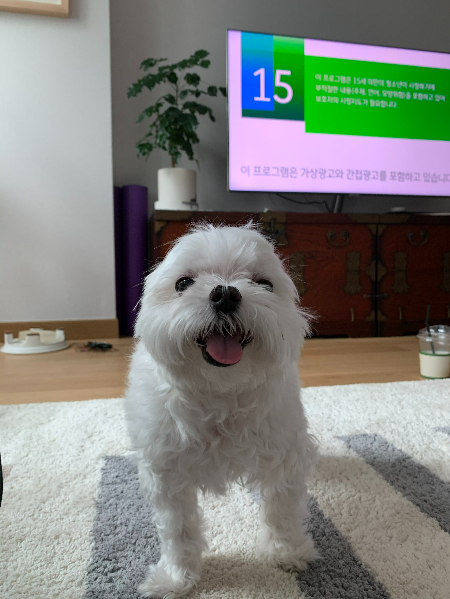 10살 똘이의 장례식…태어나 가장 많이 울었다[남기자의 체헐리즘]