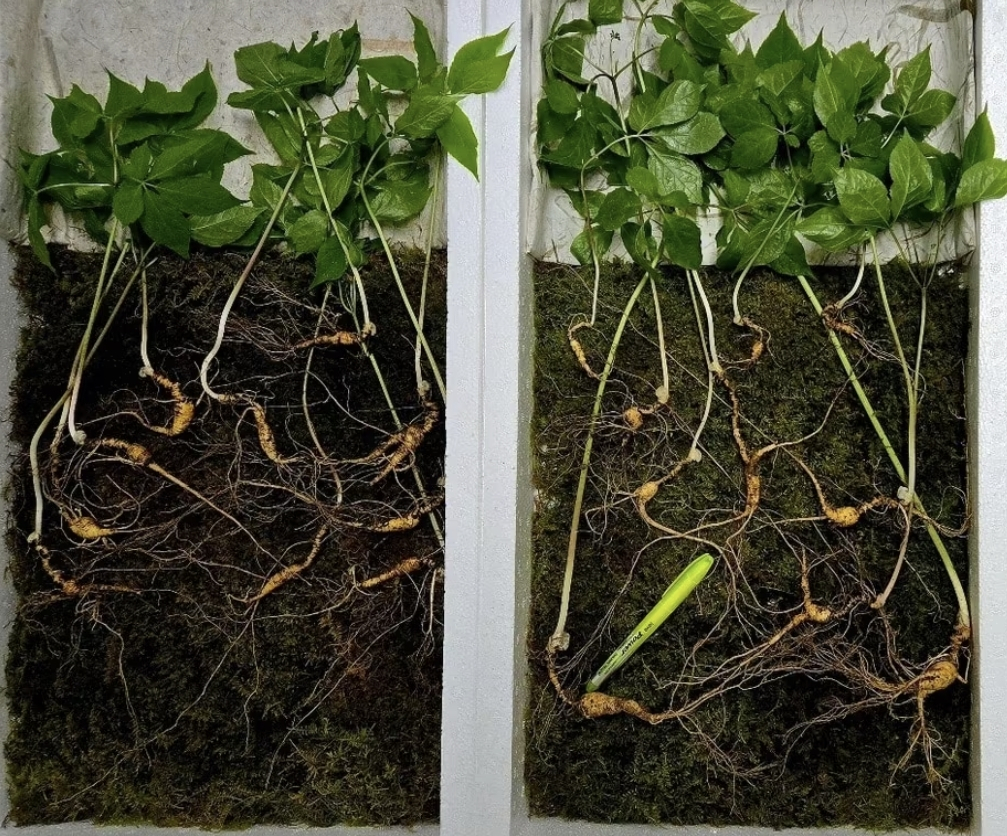 심봤다 1억7000만원 캤다…지리산서 천종산삼 30뿌리 발견