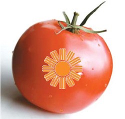 `동부 토마토`의 눈물…농민 반발에 유리온실 접어