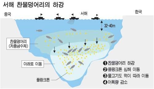 서해 `플랑크톤 寶庫`에 무슨일이…