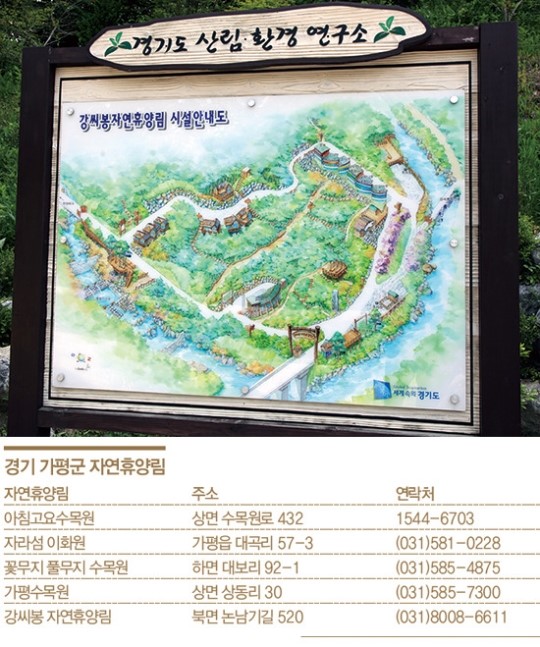 강씨봉 자연휴양림…첩첩산중 참나무 맑은 기운에 그득한 孝心