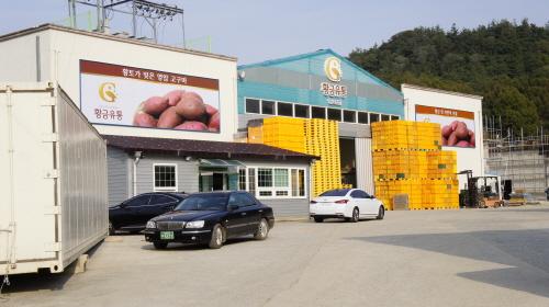 황금유통영농조합법인, 체계화된 선별작업으로 고품질의 ‘햇 영암 황토고구마’ 선보이며 주목