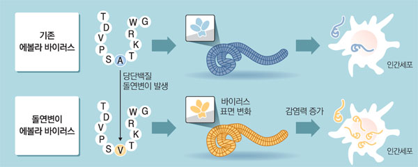 美 하버드대·英 노팅엄대 연구진, `돌연변이` 에볼라 바이러스 발견