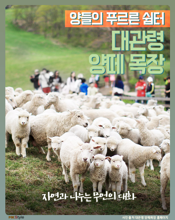 [카드뉴스] 대관령으로 떠나는 봄나들이 여행 ‘대관령 양떼 목장’