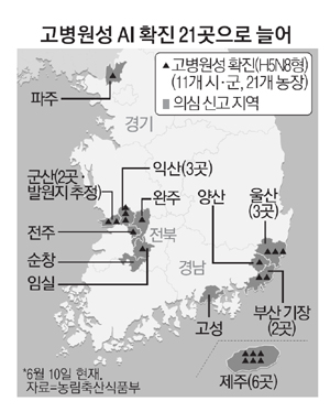 살아있는 닭·오리 12일부터 유통금지