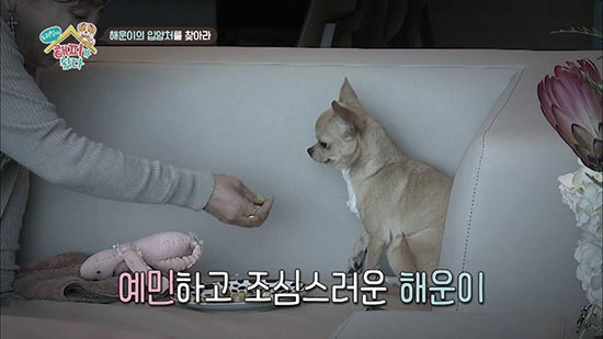 [MBN] 해피에게 새로운 가족이 생기다?! `우리 집에 해피가 왔다` 이별, 그리고 만남