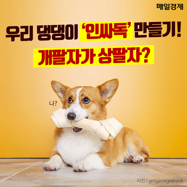 [카드뉴스] 우리 댕댕이 ‘인싸독’ 만들기! 개팔자가 상팔자?