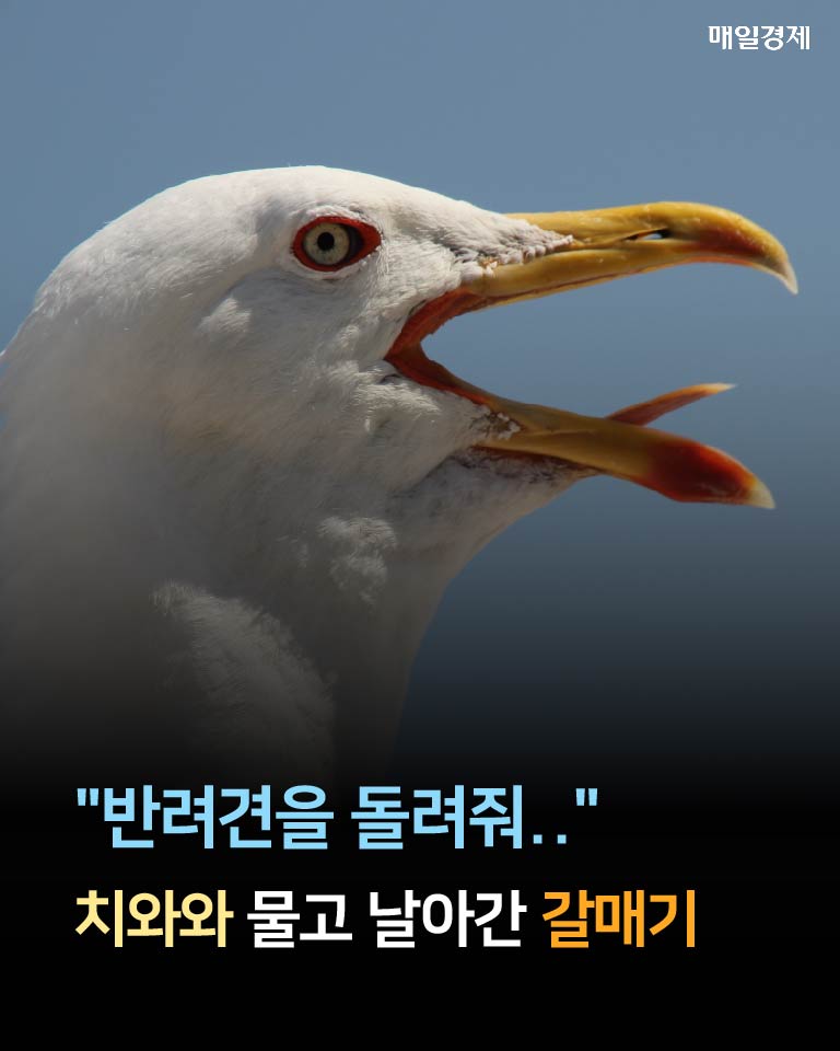 [카드뉴스] 반려견을 돌려줘… 치와와 물고 날아간 갈매기