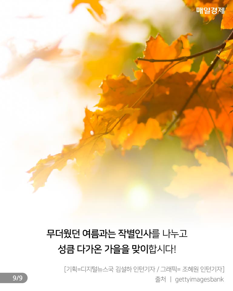 [카드뉴스] 더위 꺾인다는 ‘처서 매직’ 통할까? 여름아 내년에 보자!