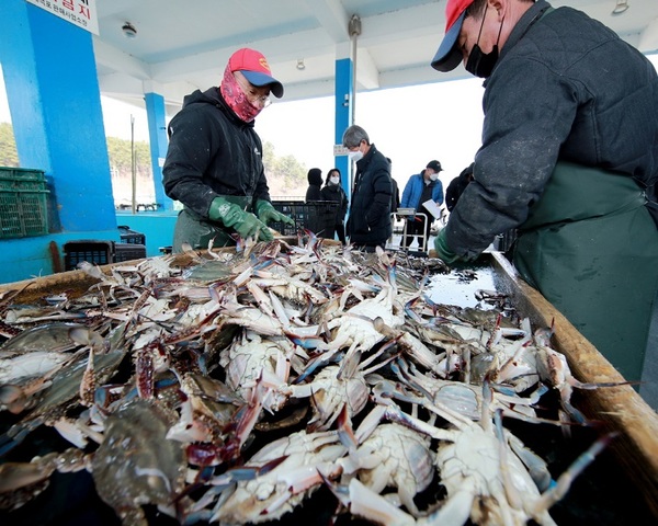 [MK 6월 2주 바다낚시] 6월에 잡지 말아야 할 물고기 7