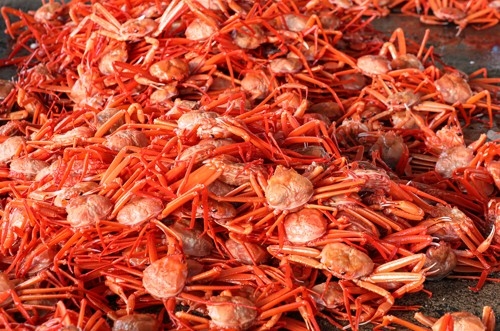 동해에 넘친다는데 가격 왜 올랐지?…청어·복어·대게의 진실은
