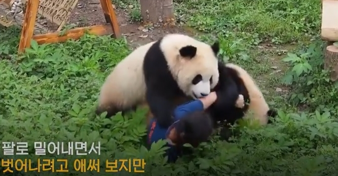 中서 먹이주던 사육사 깔아뭉갠 판다…‘드문 일’인데 무슨일?