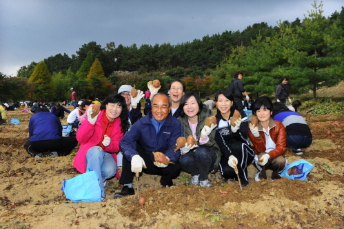울산 현대학원의 고구마수확제