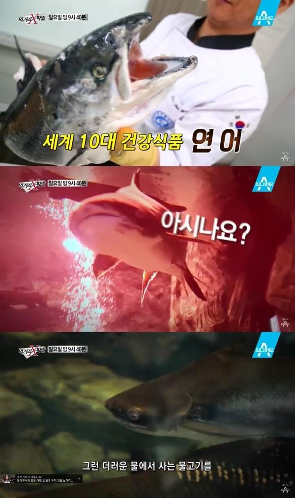 회전초밥 초밥뷔페에서 연어로 제공되는 팡가시우스…베트남산 민물 메기