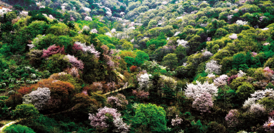 금산 비단고을 산꽃축제, 내달 15~16일 개최