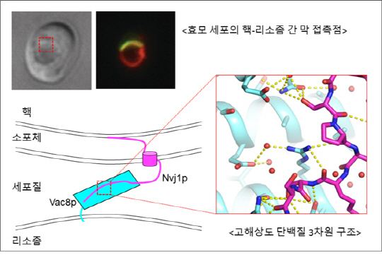 소낭 이용하지 않는 세포내 물질 교환 경로 세계 최초 규명