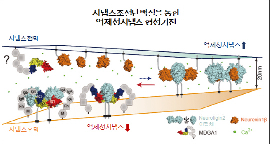 시냅스 조절하는 단백질 최초로 구명...뇌신경, 정신질환 치료제 개발 전기