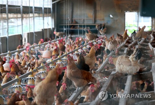 평택서 살충제 닭 출하···정부 사전 차단 들어간다