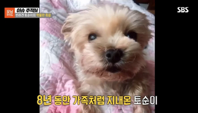 이 작은 아이를···망원동 토순이 살해한 20대 징역 1년6개월 구형