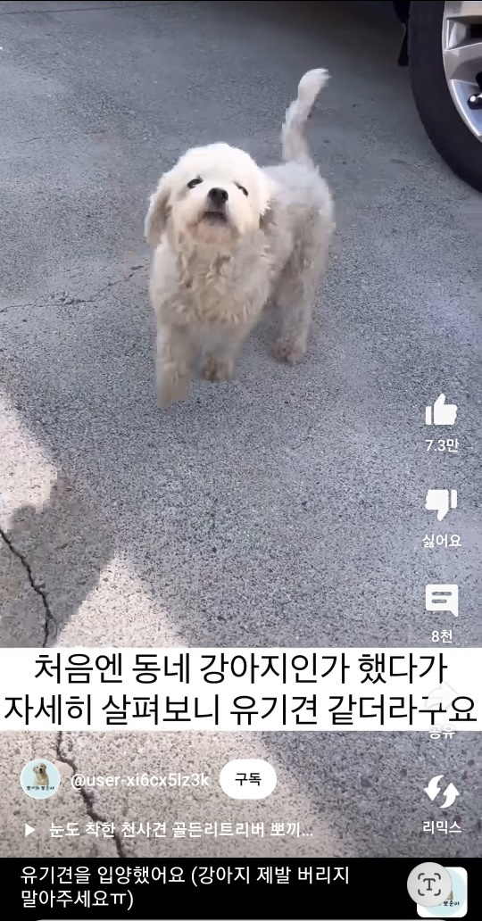 처음 본 내 차를 미친듯 따라왔다…성대 수술된 유기견 입양한 사연에 울컥