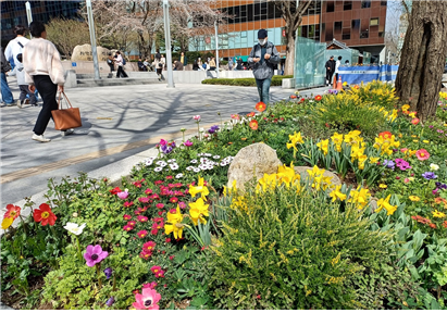 서울 종로구, 도심 곳곳 봄꽃 명소 된다
