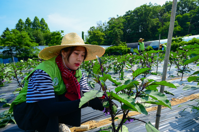 [포토뉴스] 농협하나로유통·농협유통, 범농협 한마음 농촌일손 돕기