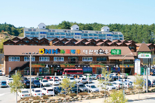 대관령 한우타운에서 스키도 타고 한우도 먹고