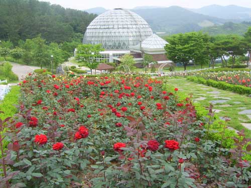 충남 금강수목원, 5천여송이 장미축제