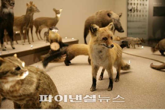 생물자원관 “과거 토종여우, 동북아개체와 동일혈통”