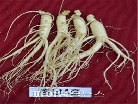 충남 농기원,사포닌 함량 1.7배 많은 인삼 개발