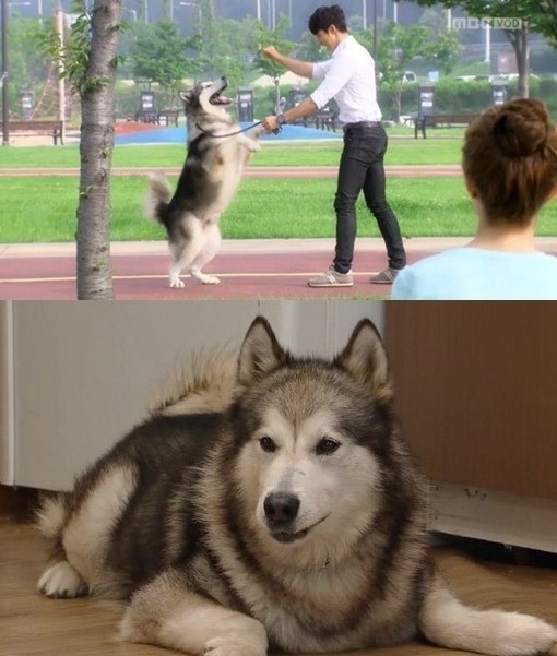 떡대 출연료, ‘오로라 공주’ 반려견 통키..1개월에 1천만 원가량