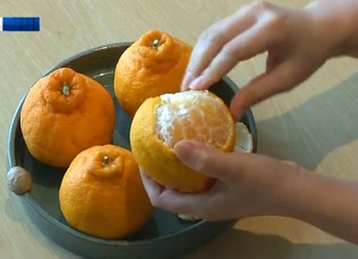 맛과 영양 듬뿍, ‘한라봉 다이어트’