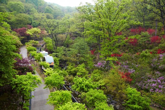 곤지암 화담숲 4월 1일 개원 화려한 봄꽃의 향연 펼친다